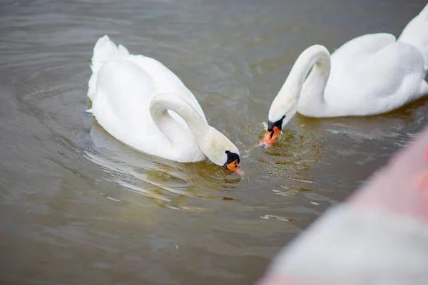 Two white swans catch food in water. The swan dives behind an entertainment