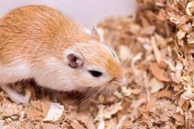 Bir aguta bir boyama Moğol gerbil bir ev kafesi talaş üzerinde oturur.