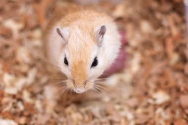 Bir aguta bir boyama Moğol gerbil küçük fareler doğurdu