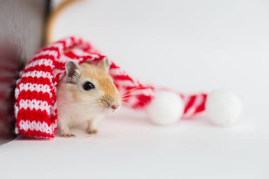 The Mongolian gerbil sits on a white background in a Christmas red-white scarf pompons clipart