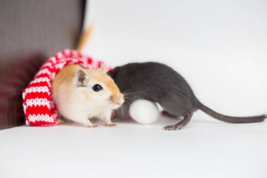 Couple of Mongolian gerbils sit on a white background in a Christmas red-white scarf pompons clipart