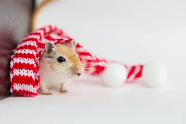 A mongol gerbil ül a fehér háttér egy karácsonyi piros-fehér kendő pompon — Stock Fotó