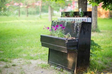 Şehir parkında eski bir piyanoya donatılmış çiçekler için yatak. Sıradışı bir yaratıcı yatakta Petunia çiçekler