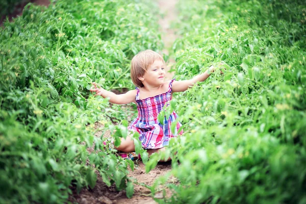 La niña en un vestido se sienta en una plantación de tomates y se regocija — Foto de Stock
