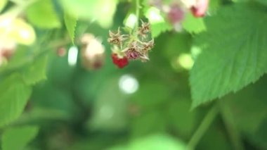 Kadın el yaz öğleden sonra bir çalı ahududu Berry tatili.