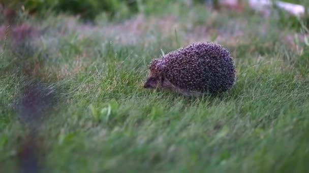 大刺猪在绿草地上奔跑 然后跑开 户外黄昏的刺猪 — 图库视频影像