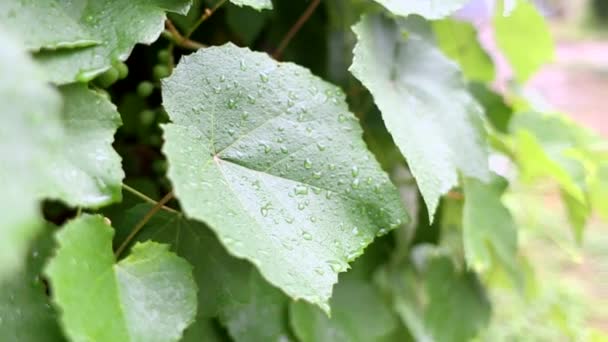 Druppels Van Een Regendruppel Volgens Een Groen Blad Druiven Straat — Stockvideo