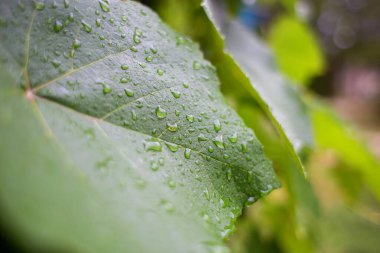 Büyük yeşil bir yaprağın üzerine yaz yağmuru damlaları.