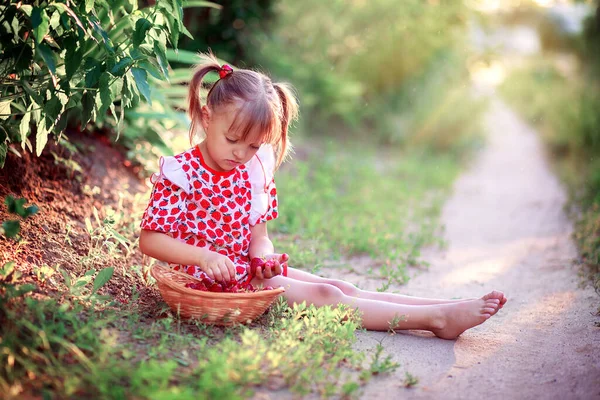 Una Niña Vestido Verano Sienta Claro Recoge Fresas Una Canasta —  Fotos de Stock