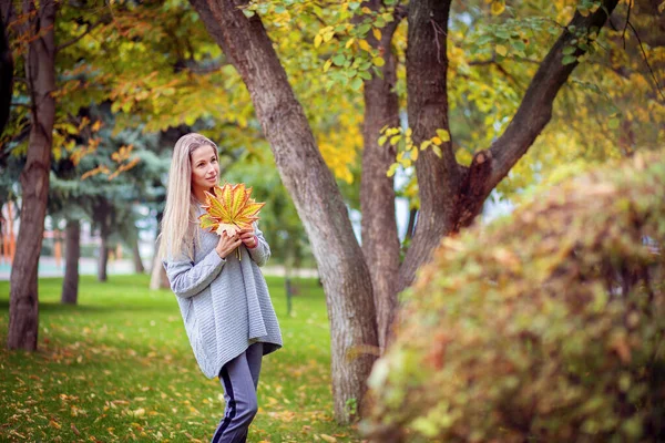 一个穿着灰色羊毛衫的漂亮姑娘穿过城市公园 用一束花收集秋天的枫叶 — 图库照片