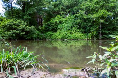 Riva nehri yoğun orman ve kil manzaralı
