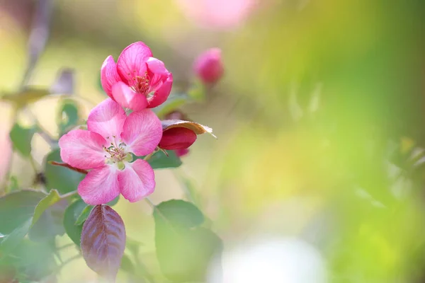 Pink Apple Tree Flowers Green Background — Stock Photo, Image