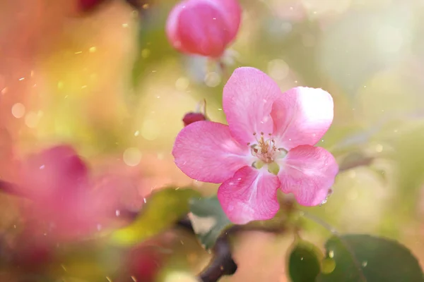 Pink Macro Apple Tree Flower Bokeh — Stock Photo, Image