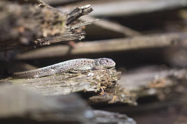 Eski kurulları kertenkele maskeli
