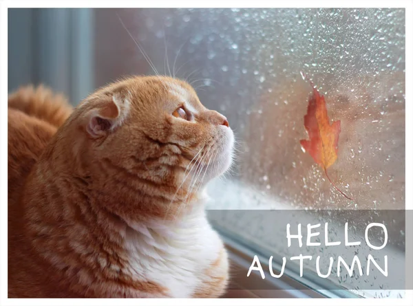 Schaut Die Rote Katze Aus Dem Fenster Auf Ein Herbstblatt — Stockfoto