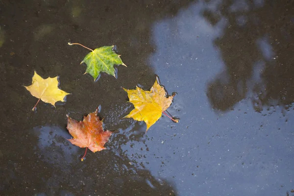 Многоцветные Осенние Кленовые Листья Мокром Асфальте — стоковое фото