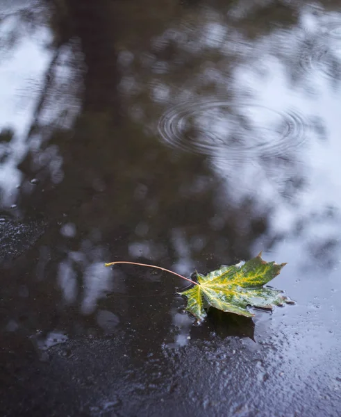 Herfst Esdoornblad Nat Asfalt — Stockfoto