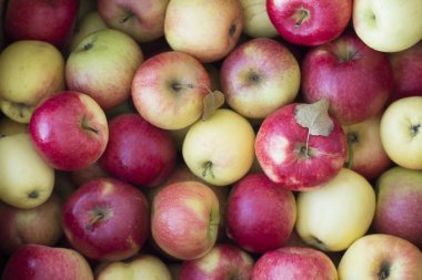 elma kırmızı ve sarı arka plan