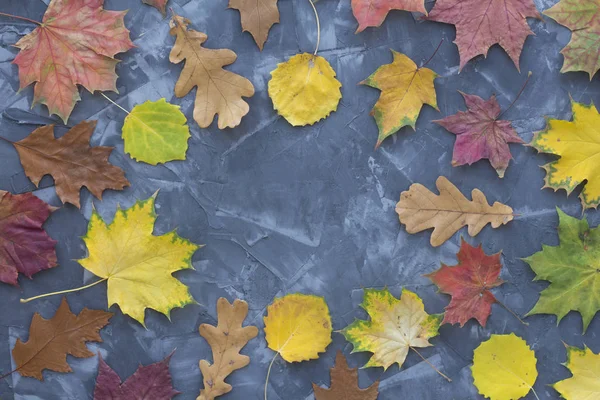 Quadro Outono Folhas Multi Coloridas Vista Superior — Fotografia de Stock