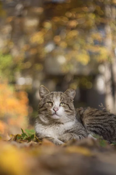 Şirin Evsiz Kedi Sonbahar Yaprakları Yatıyor — Stok fotoğraf