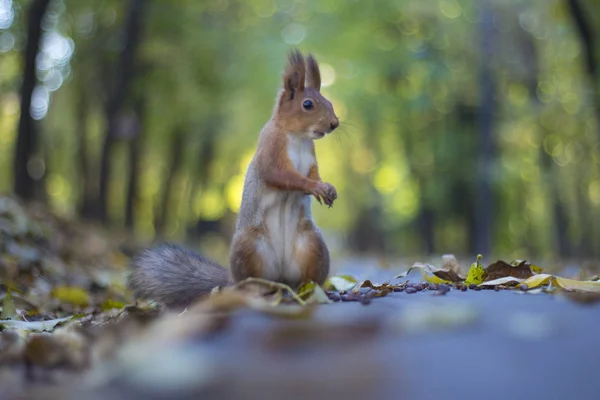 Wiewiórka Siedzi Drogach Jesień Parku — Zdjęcie stockowe