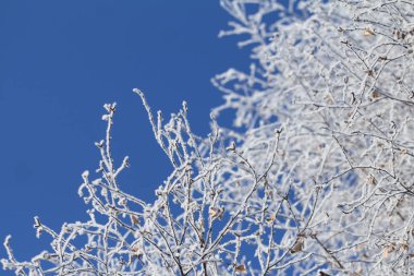 Ağaçların dalları ile güneşli günde mavi gökyüzü arka plan üzerinde hoarfrost