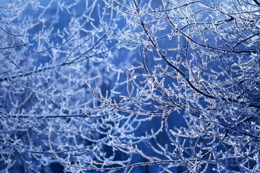 Ağaç dalları hoarfrost mavi tonlarında bir Frost ile