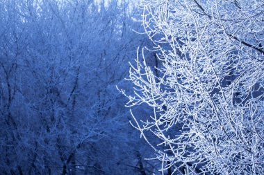 Ağaç dalları hoarfrost mavi tonlarında bir Frost ile