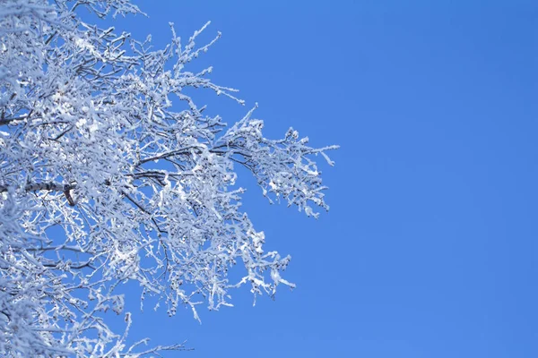 Träd Grenar Med Rimfrost Blå Himmel Bakgrund Soliga Dag — Stockfoto