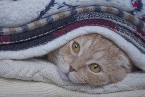 Die Rote Schottishfold Katze Wird Strickschals Erhitzt — Stockfoto