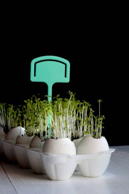 Yeşil salata yumurta kabukları siyah arka plan üzerinde büyüyen filizlenir. Bahar kartı