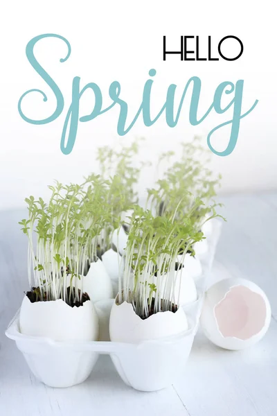 Der Eierschale Wachsen Grüne Salatsprossen Hallo Spring Card — Stockfoto