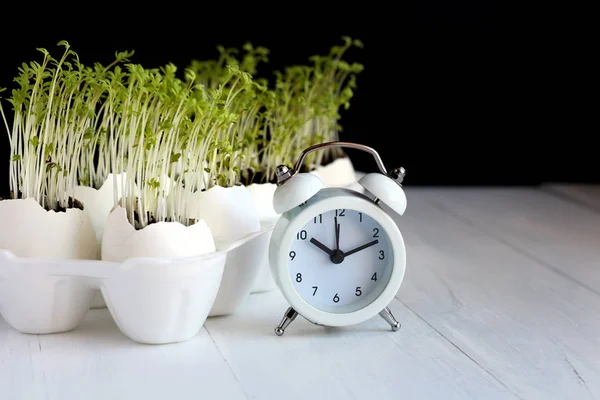 Green salad sprouts grow in the egg shell and white alarm-clock on the black background. Spring card