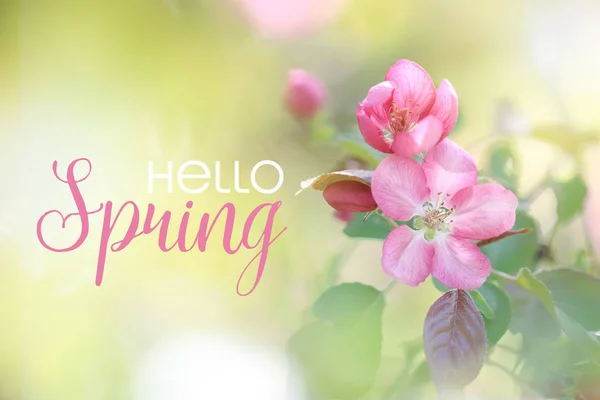 Frühling Blühen Rosa Apfelblüten Hallo Spring Card — Stockfoto