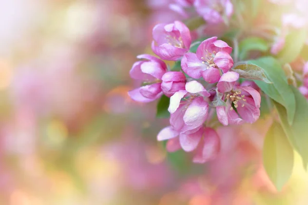 Pink Apple Flowers Blossom Spring Spring Wallpaper — Stock Photo, Image