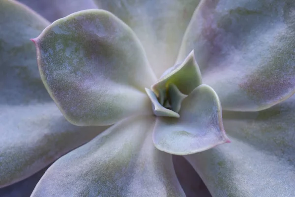 Succulent Flower Top View Textute Picture — Stock Photo, Image