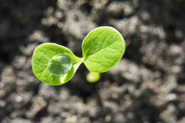 Ateş yeşil Filiz üstten görünüm makro su damla