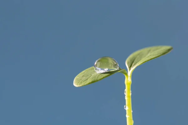 Une Goutte Eau Sur Macro Grenaille Germe Vert — Photo