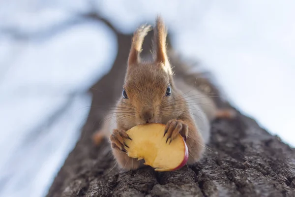 Red Squirrel Eats Apples Tree — Stock Photo, Image