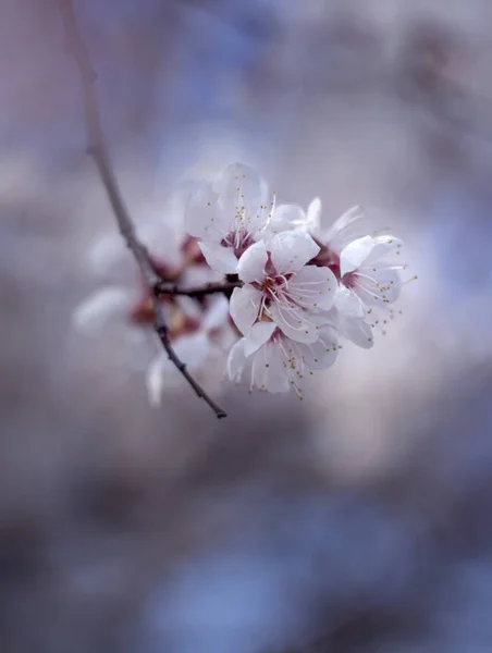 White Cherry Flowers Blossom Branch — Stock Photo, Image