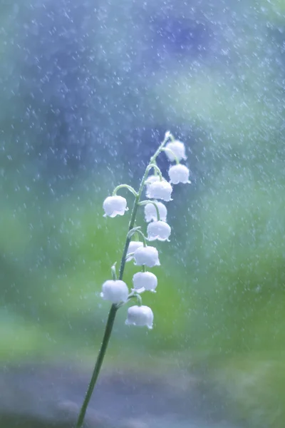 Lily Ramo Vale Luz Sol Bokeh Gotas Chuva — Fotografia de Stock