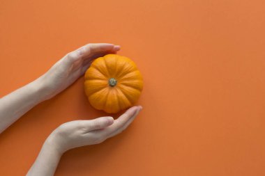 Turuncu arka plan üst görünümünde kadın ellerde küçük dekoratif kabak