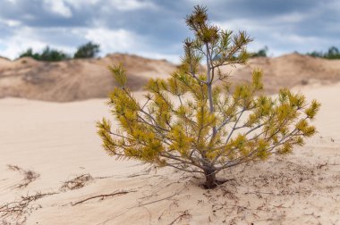 Çöldeki yalnız ağaç.