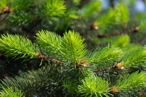 Çam ağacı dalına