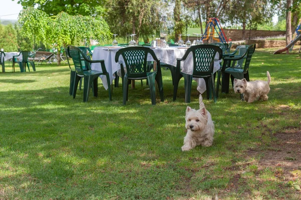 Bir restoranda evcil hayvanlar