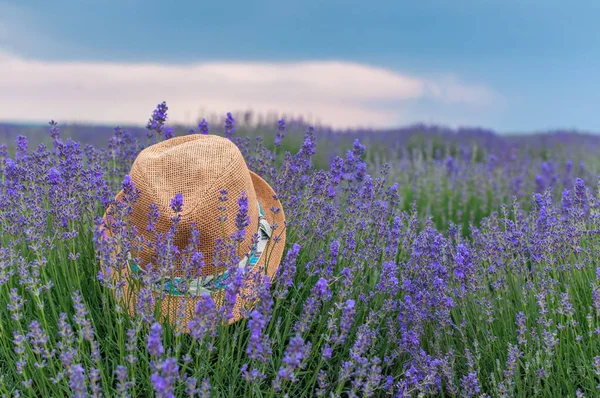 薰衣草领域的帽子 — 图库照片