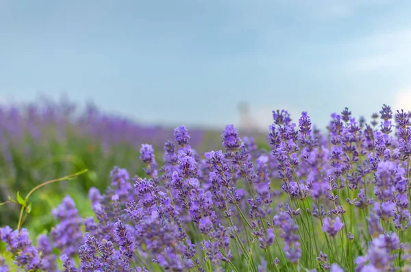 紫色的薰衣草花儿和天空 — 图库照片