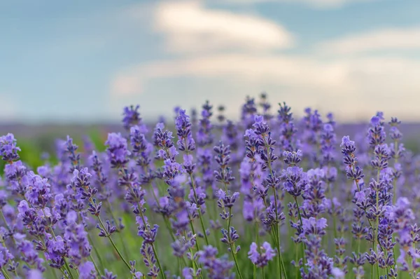 Lavanta mor çiçekler 