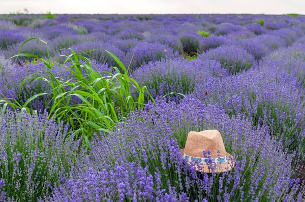 Mor lavanta hasır şapka