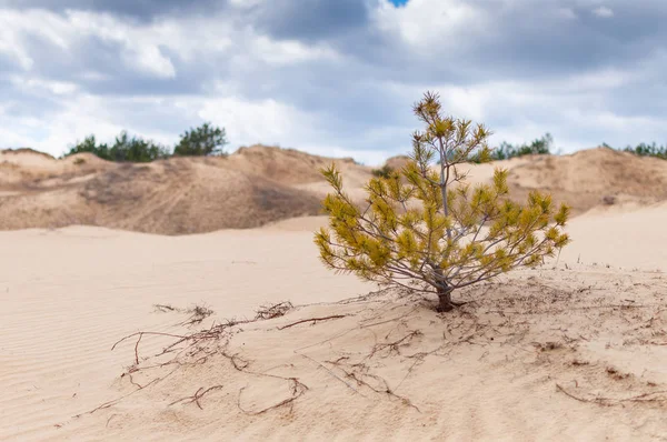 Parlak manzara ve yalnız ağaç